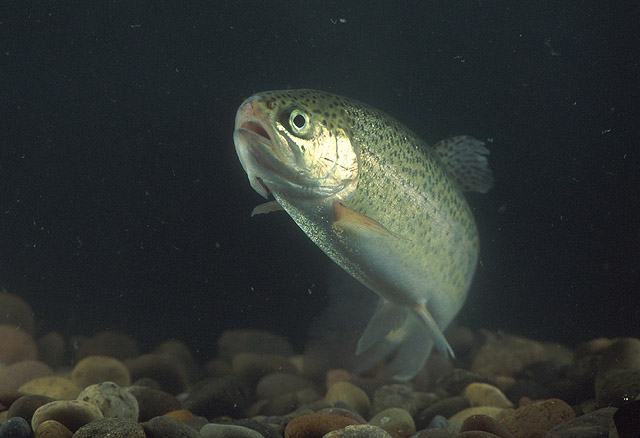 Steelhead Alert – 4/28/13