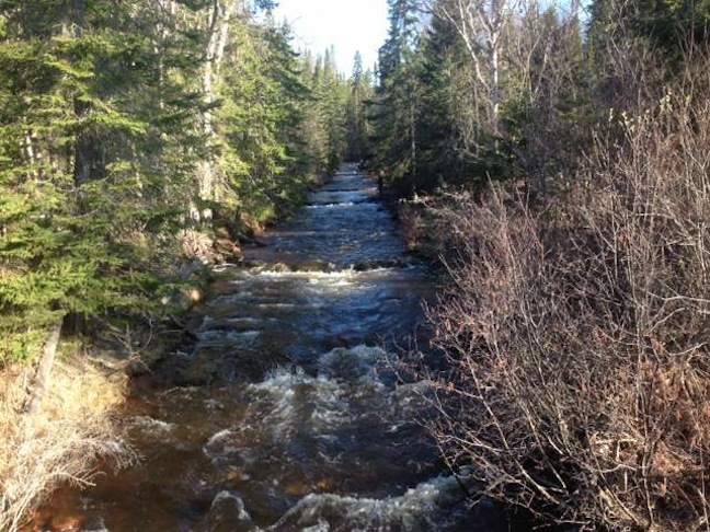 Steelhead Alert – 5/16/13