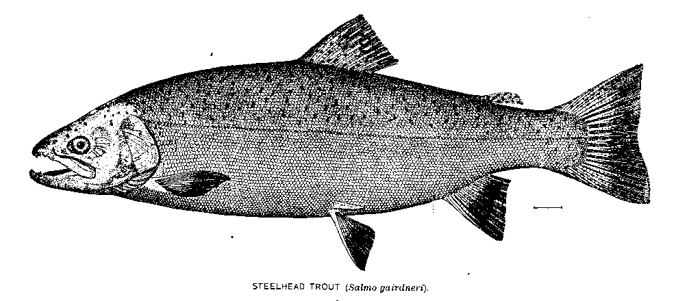 What the Heck is a Steelhead?