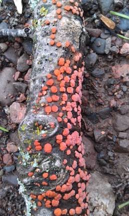 Nature’s Artwork