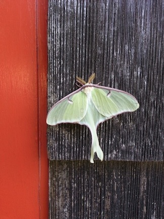 Luna Moth as Art
