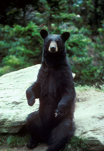 Bears & More From Tofte & Gunflint Ranger Districts