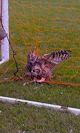 Owls Do Not Make Good Soccer Goalies