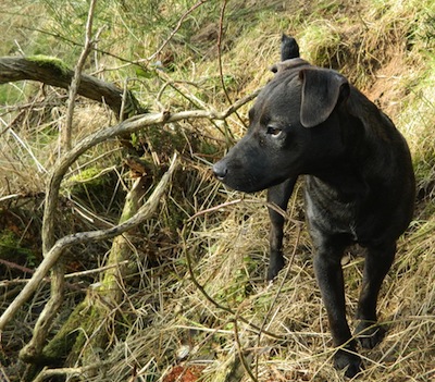 Share the woods safely