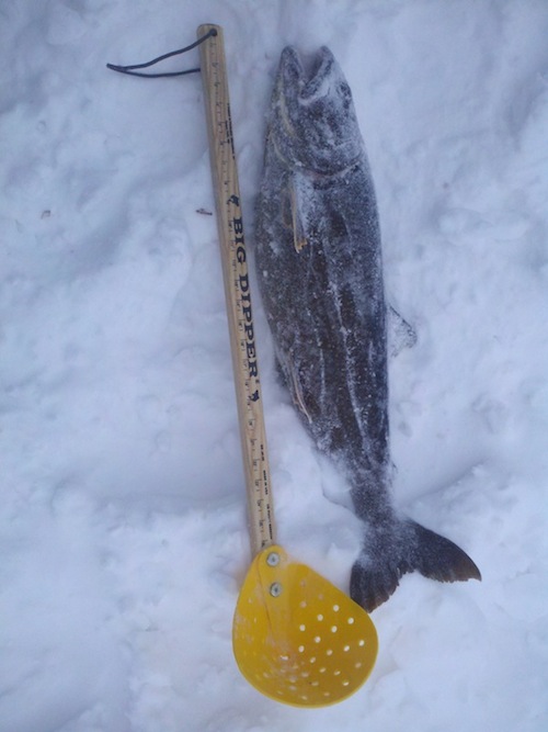 Winter Trout Fishing is Back!